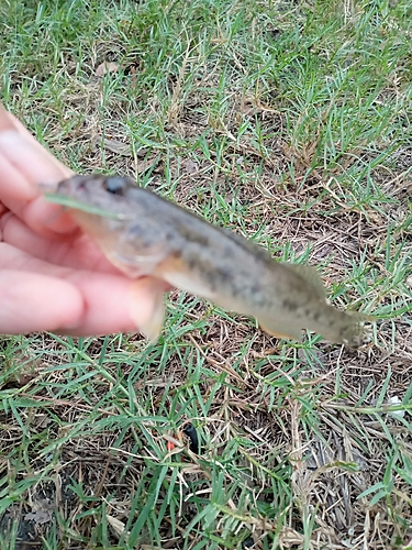 アカオビシマハゼの釣果