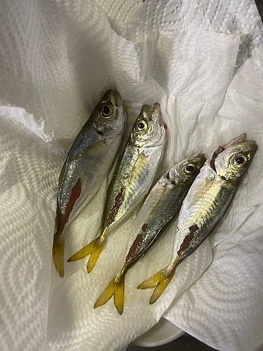 アジの釣果