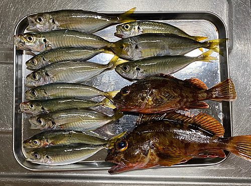 アジの釣果