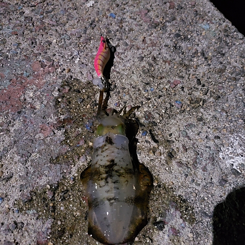 アオリイカの釣果