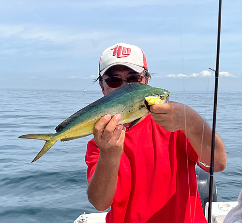 シイラの釣果