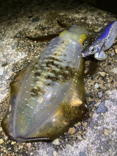 アオリイカの釣果