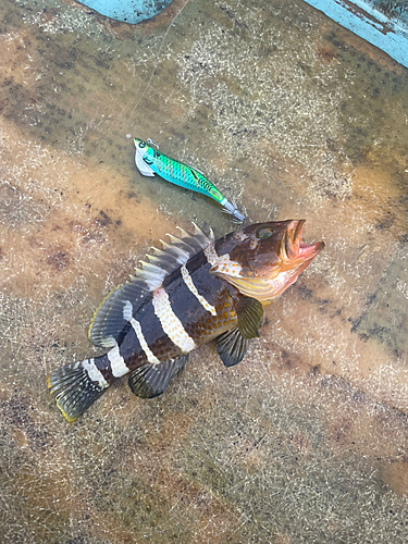 アオハタの釣果