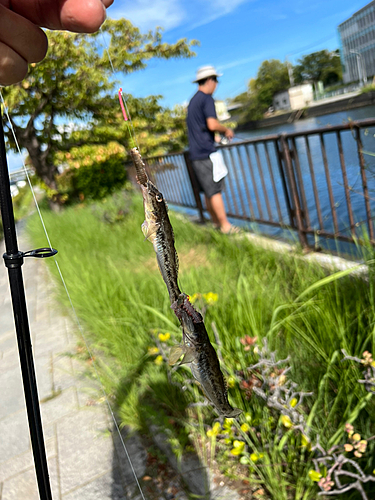 ハゼの釣果