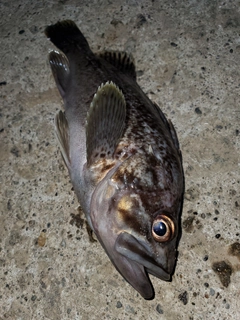 クロソイの釣果