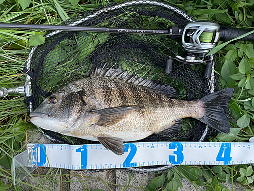 クロダイの釣果