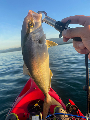 カンパチの釣果