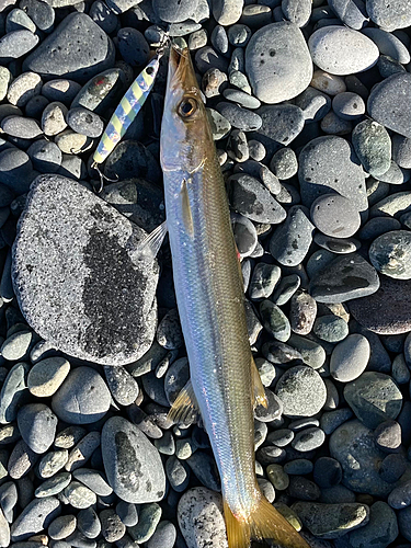 カマスの釣果