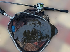 ツバクロエイの釣果