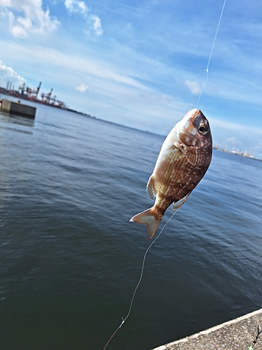 チャリコの釣果