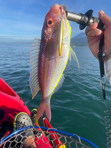 イトヨリダイの釣果