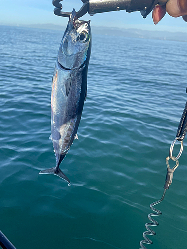 マルソウダの釣果