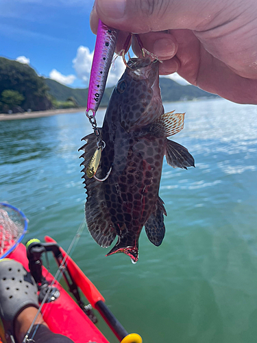 オオモンハタの釣果