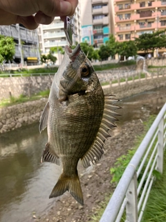 ミナミクロダイの釣果