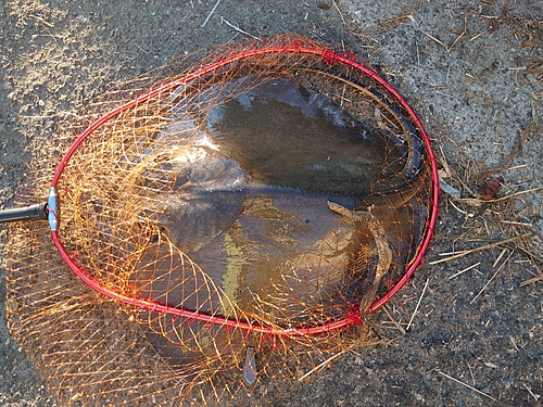 エイの釣果