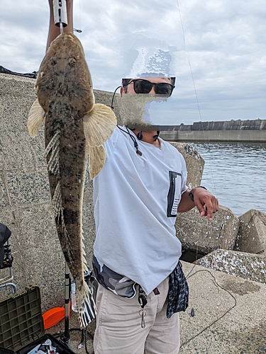 コチの釣果