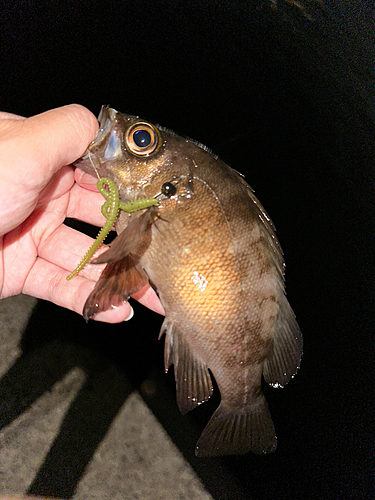 メバルの釣果