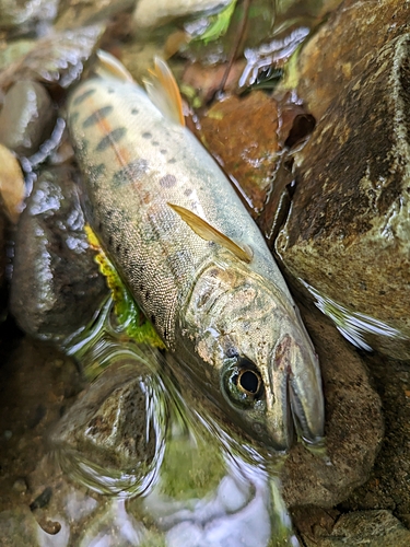 ヤマメの釣果