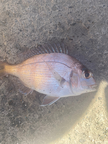 チャリコの釣果