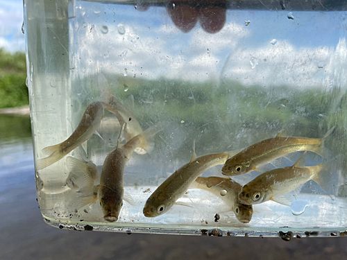 アブラハヤの釣果