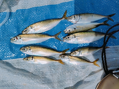 アジの釣果