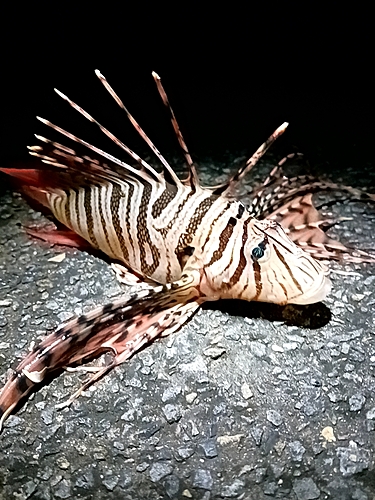 ミノカサゴの釣果