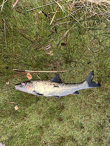 ニゴイの釣果