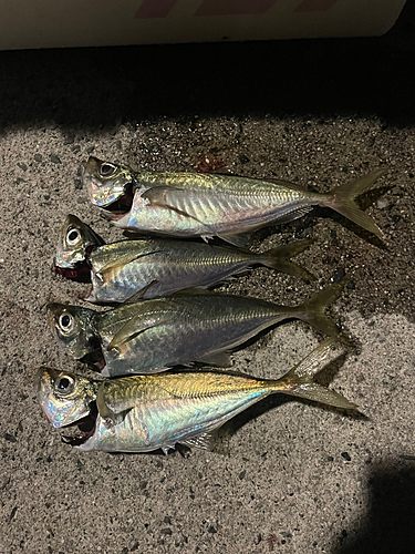 アジの釣果