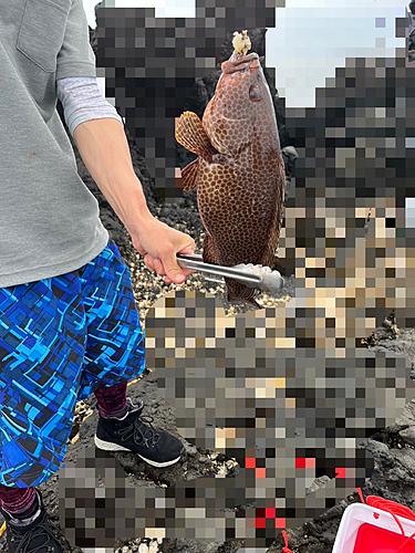 オオモンハタの釣果