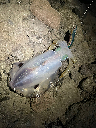 アオリイカの釣果