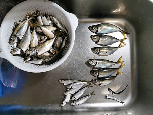 アジの釣果