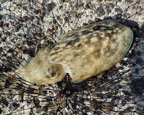 コウイカの釣果