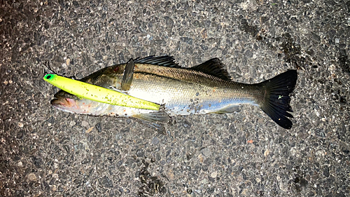 シーバスの釣果