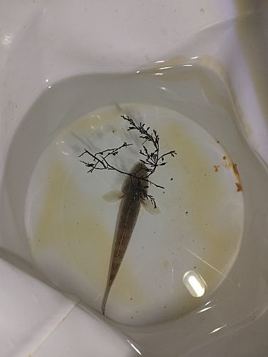 ハゼの釣果