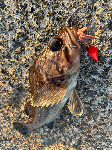 ソイの釣果