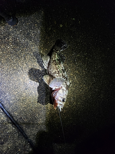 クロソイの釣果