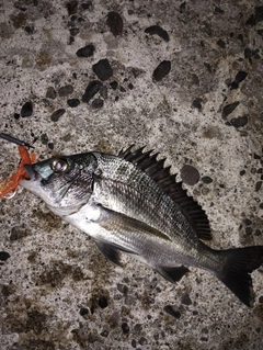 クロダイの釣果