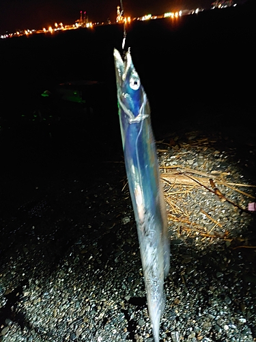 タチウオの釣果