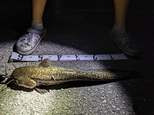 マナマズの釣果