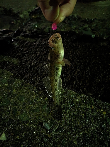 ハゼの釣果