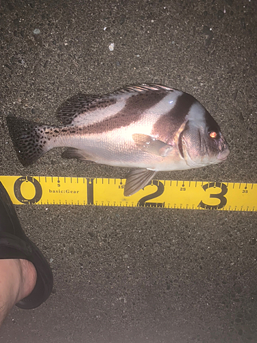 コショウダイの釣果