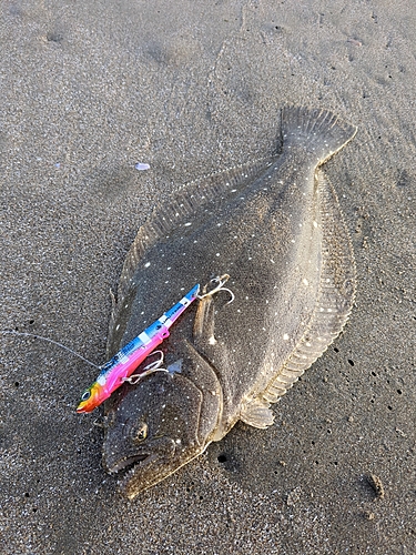 ヒラメの釣果