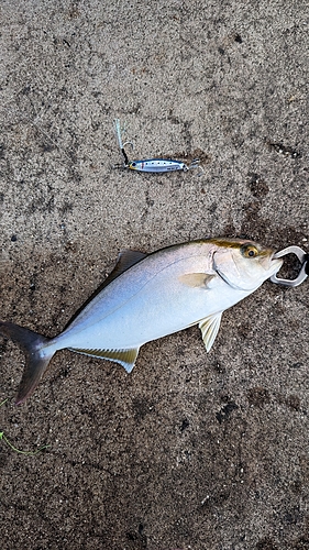 ショゴの釣果