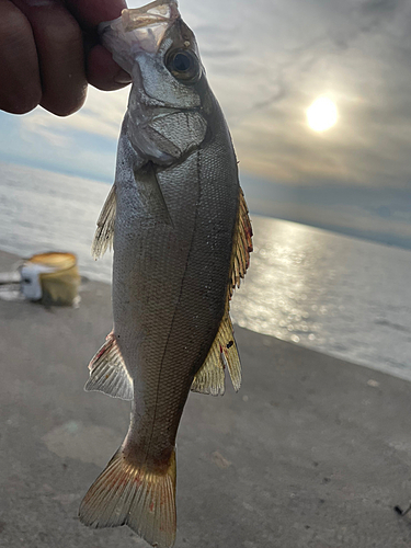 セイゴ（ヒラスズキ）の釣果