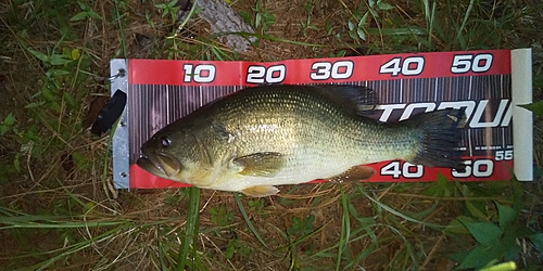 ブラックバスの釣果