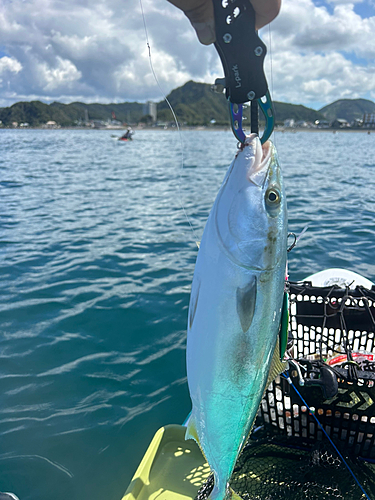 ワカシの釣果