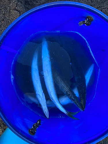 カマスの釣果