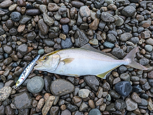 ショゴの釣果