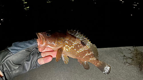 アコウの釣果