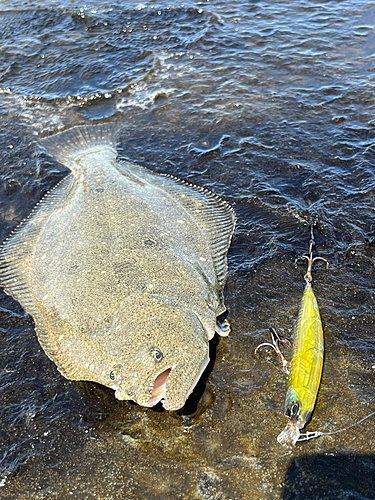 ソゲの釣果